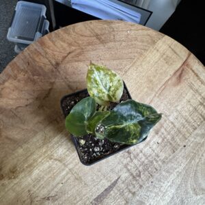 Alocasia Suhirmania aurea variegata