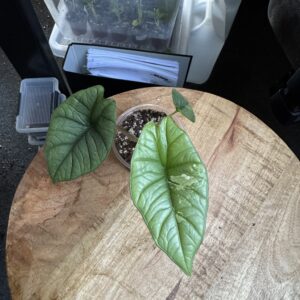 Alocasia Platinum albo variegata