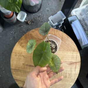 Alocasia Platinum aurea variegata