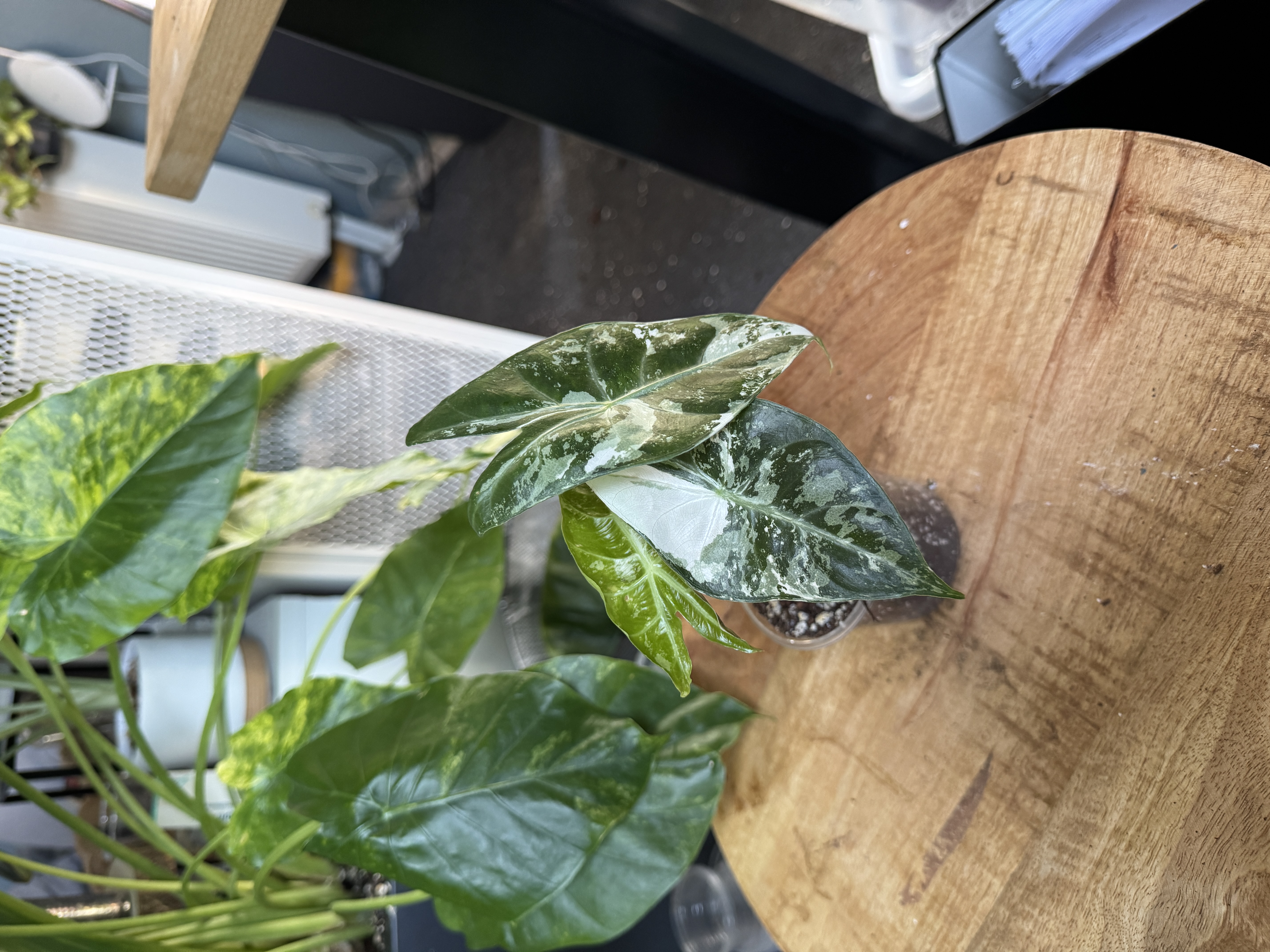 Alocasia Pink Dragon albo variegata