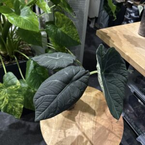 Alocasia Maharani XL