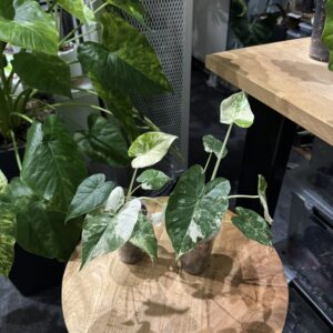 Alocasia Gageana Albo