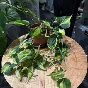 Philodendron Cream Splash