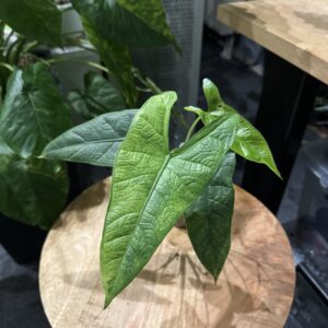 Alocasia Sulawesi green Carpet Variegata