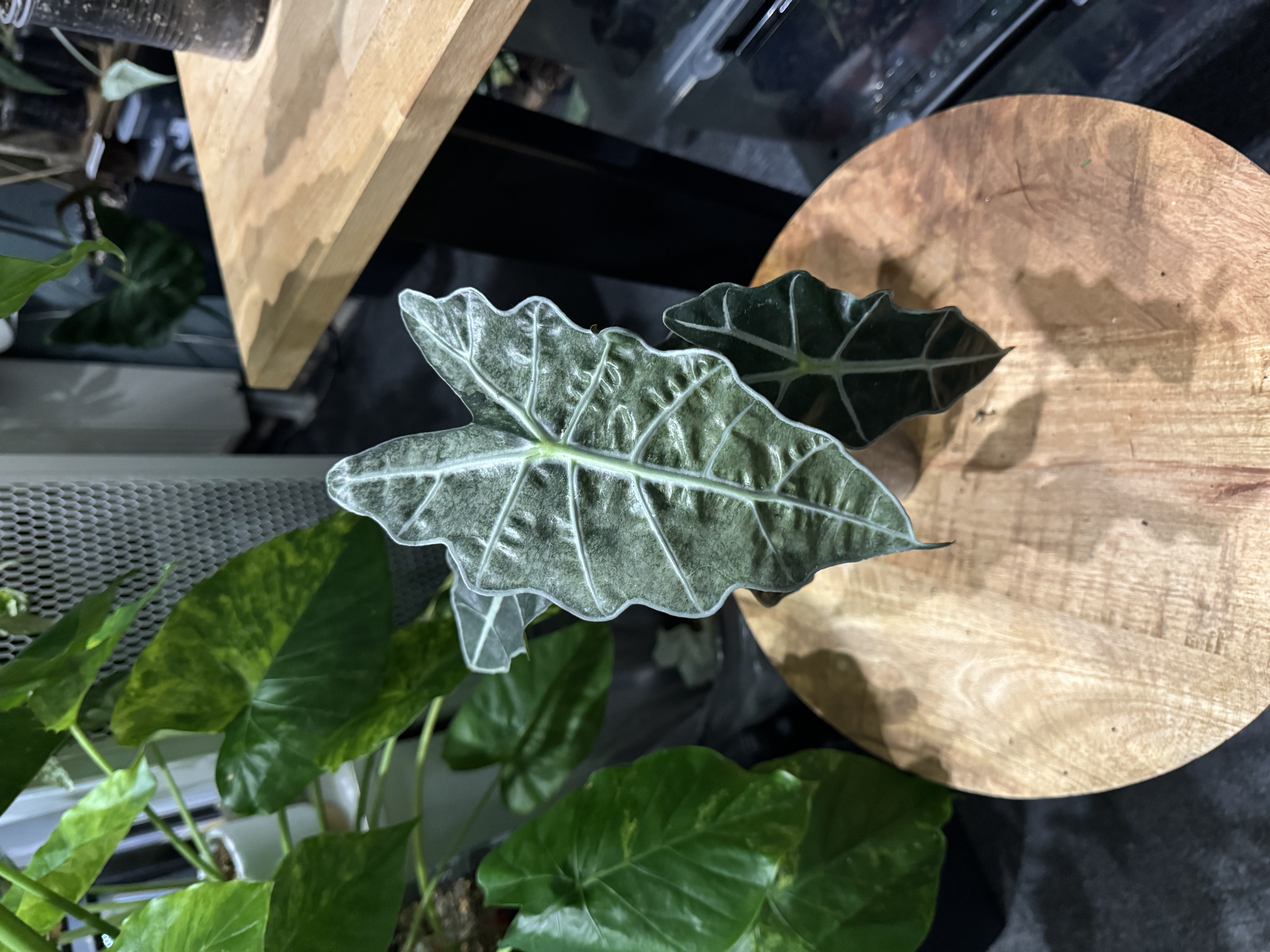 Alocasia Polly mint vareiagata