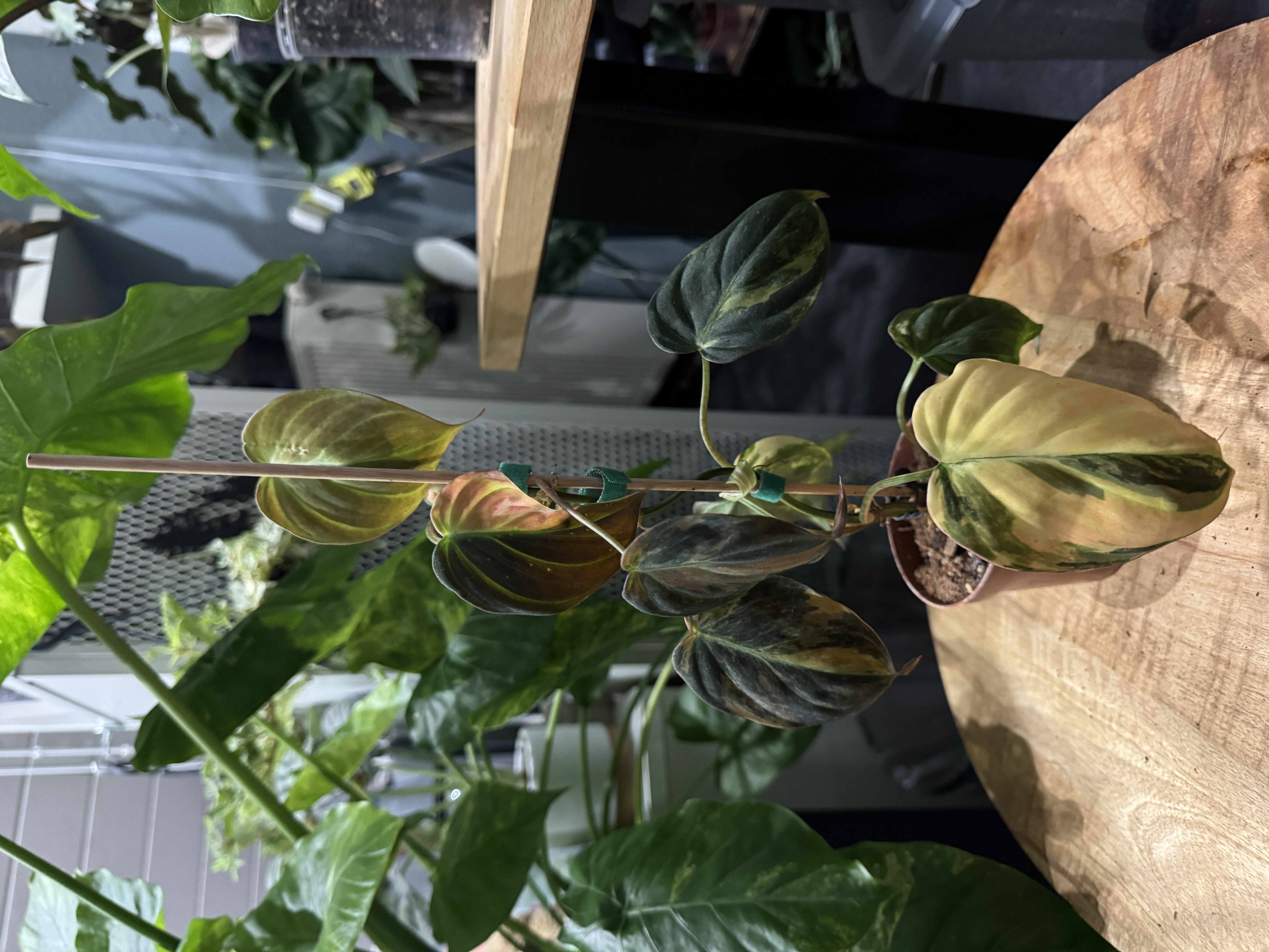 Philodendron Micans Variegata