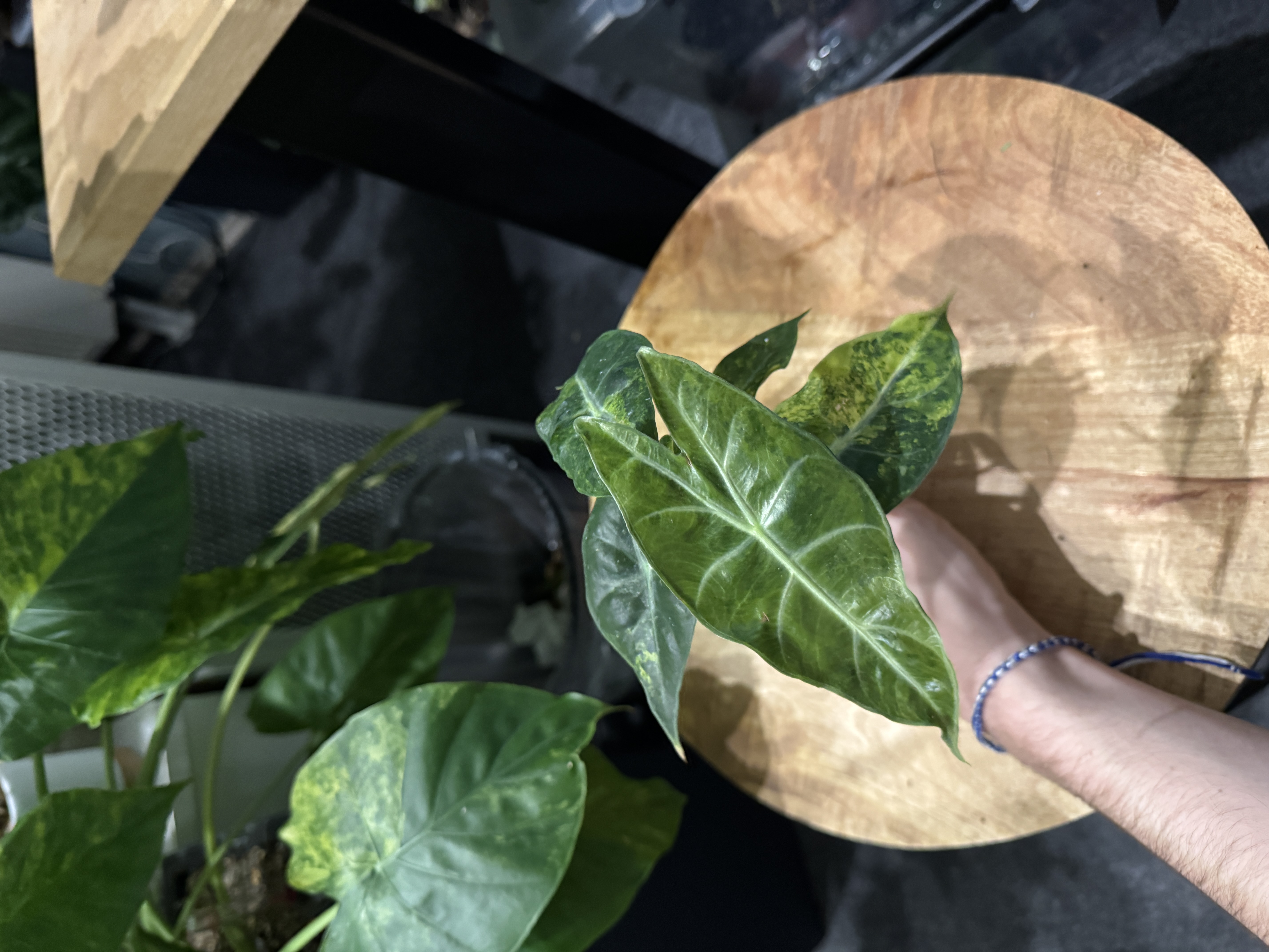 Alocasia Nairobi Night variegata