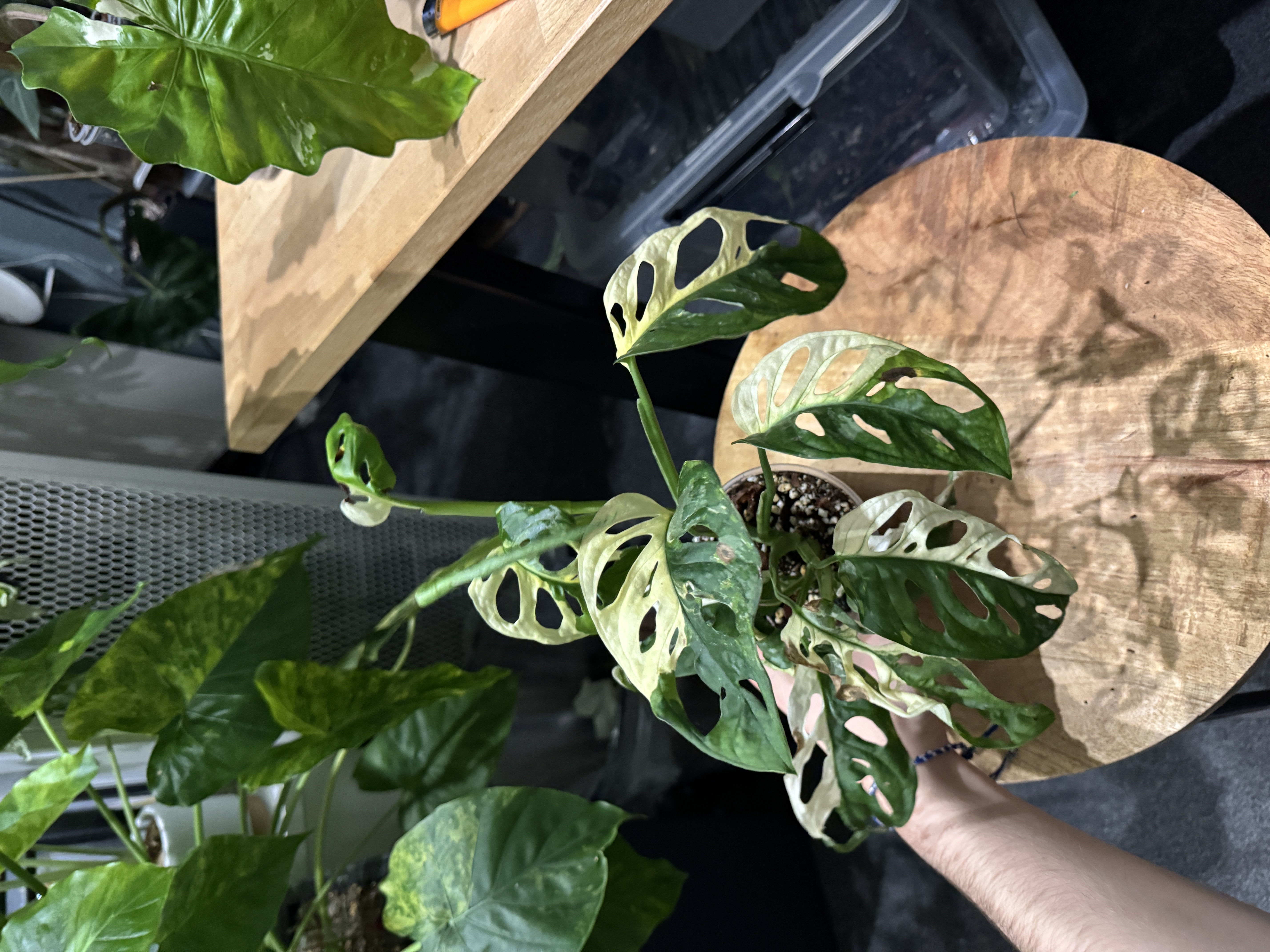 Monstera Adansonii Albo variegata