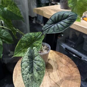 Alocasia Dragon Scale mint