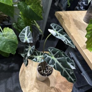 Alocasia Bambino Pink