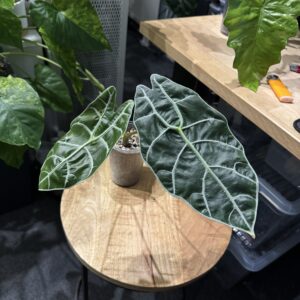 Alocasia Watsoniana