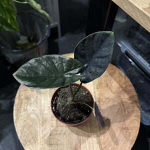 Alocasia Black Magic