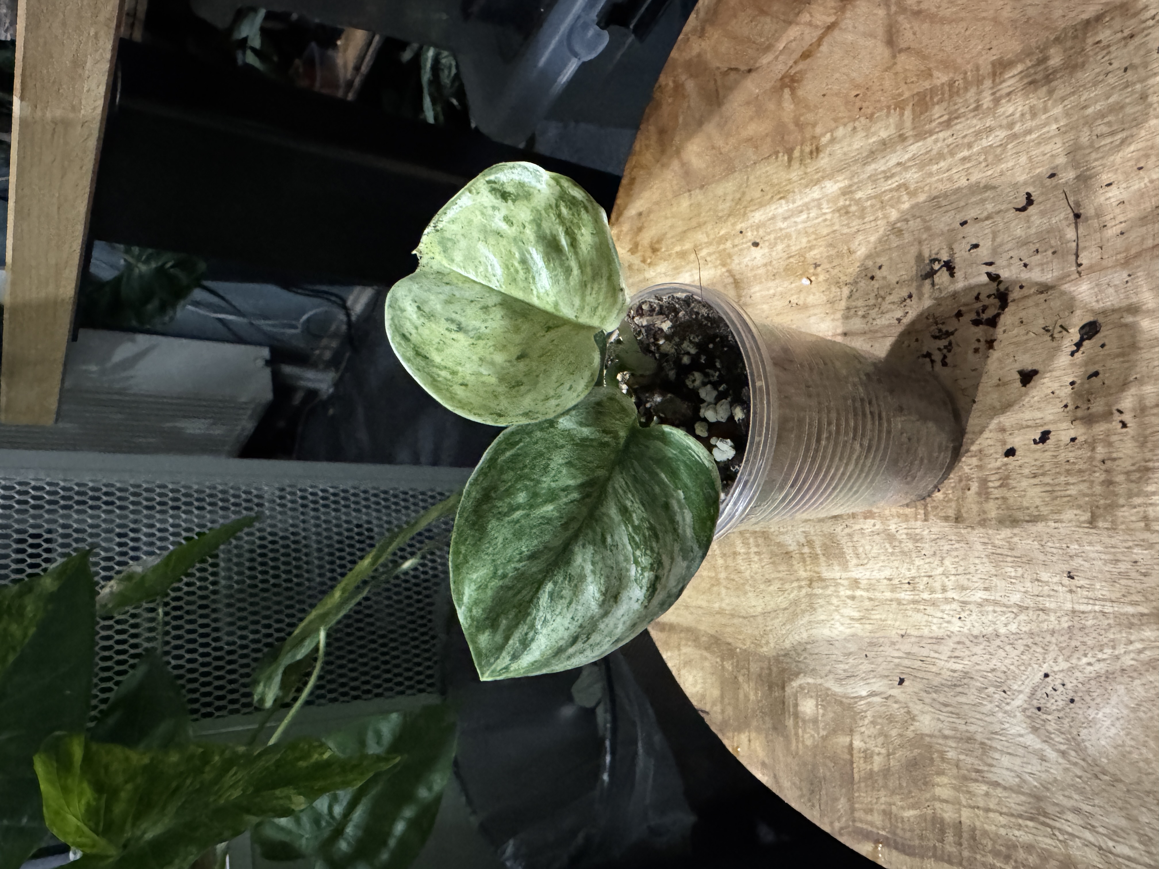 Scindapsus Treubii Marble