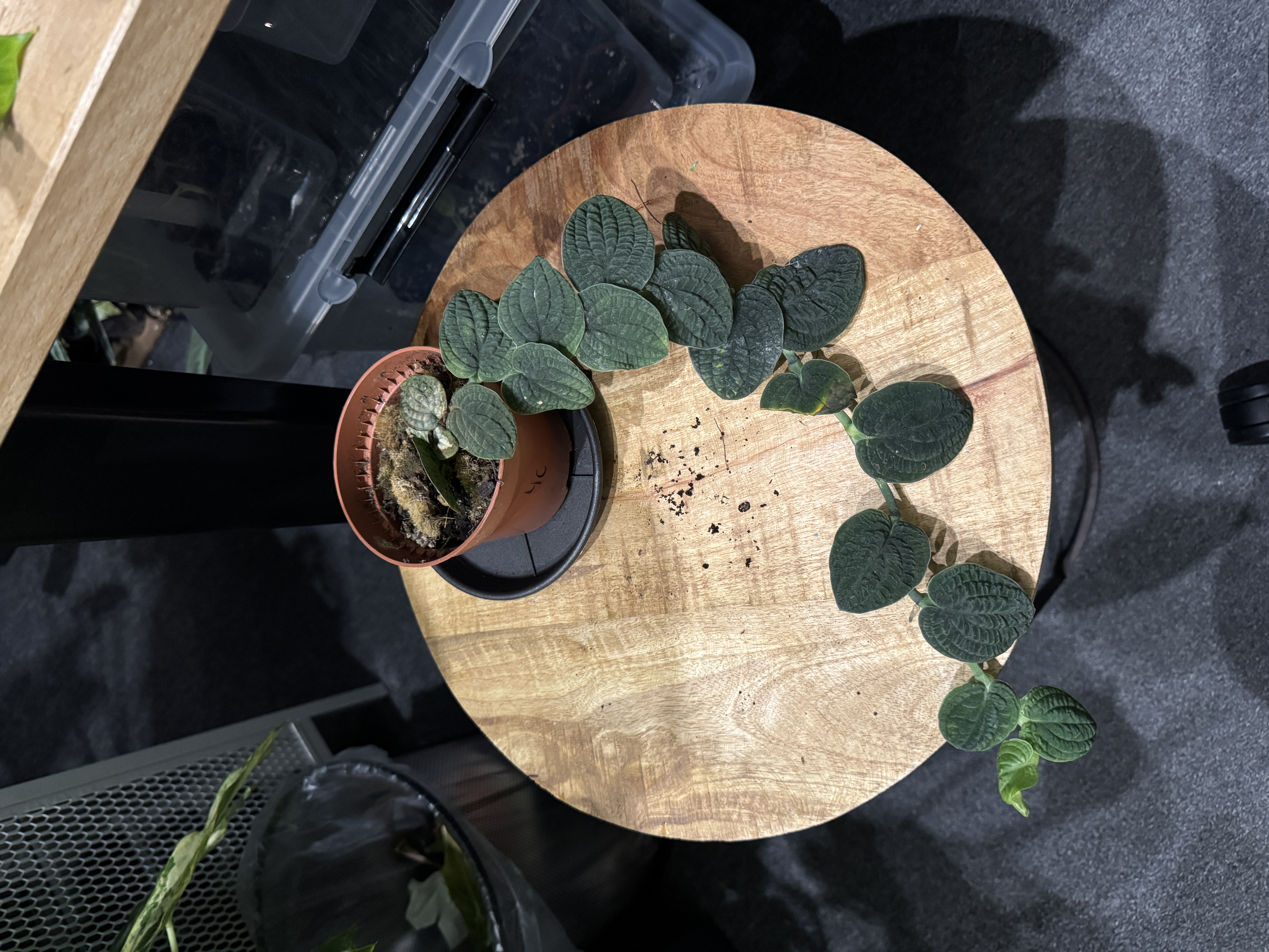 Rhaphidophora Tenuis Silver