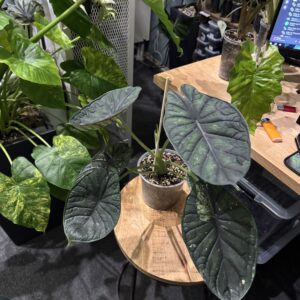 Alocasia Dragon Scale mint