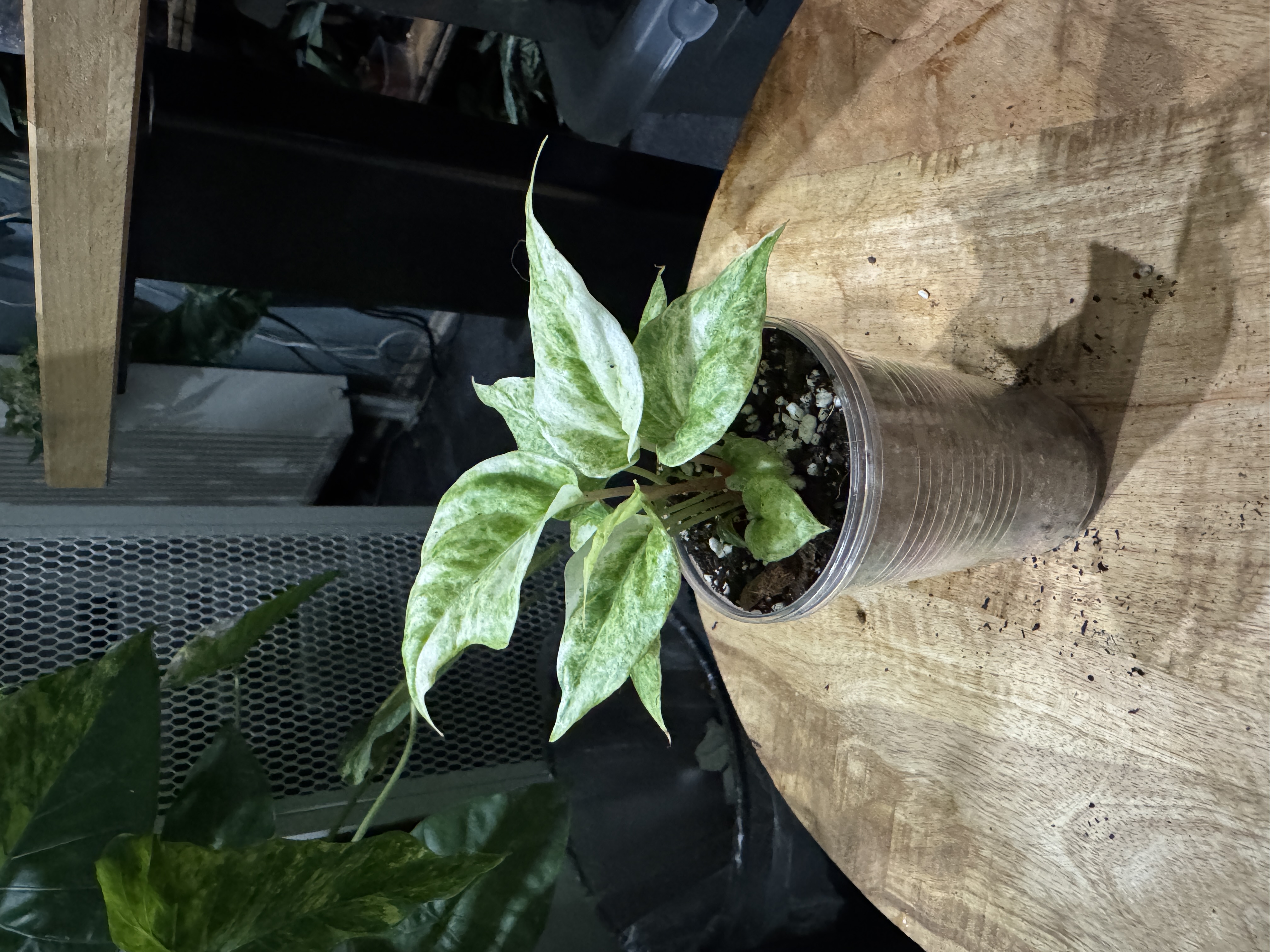 Anthurium Bonplandii Variegata