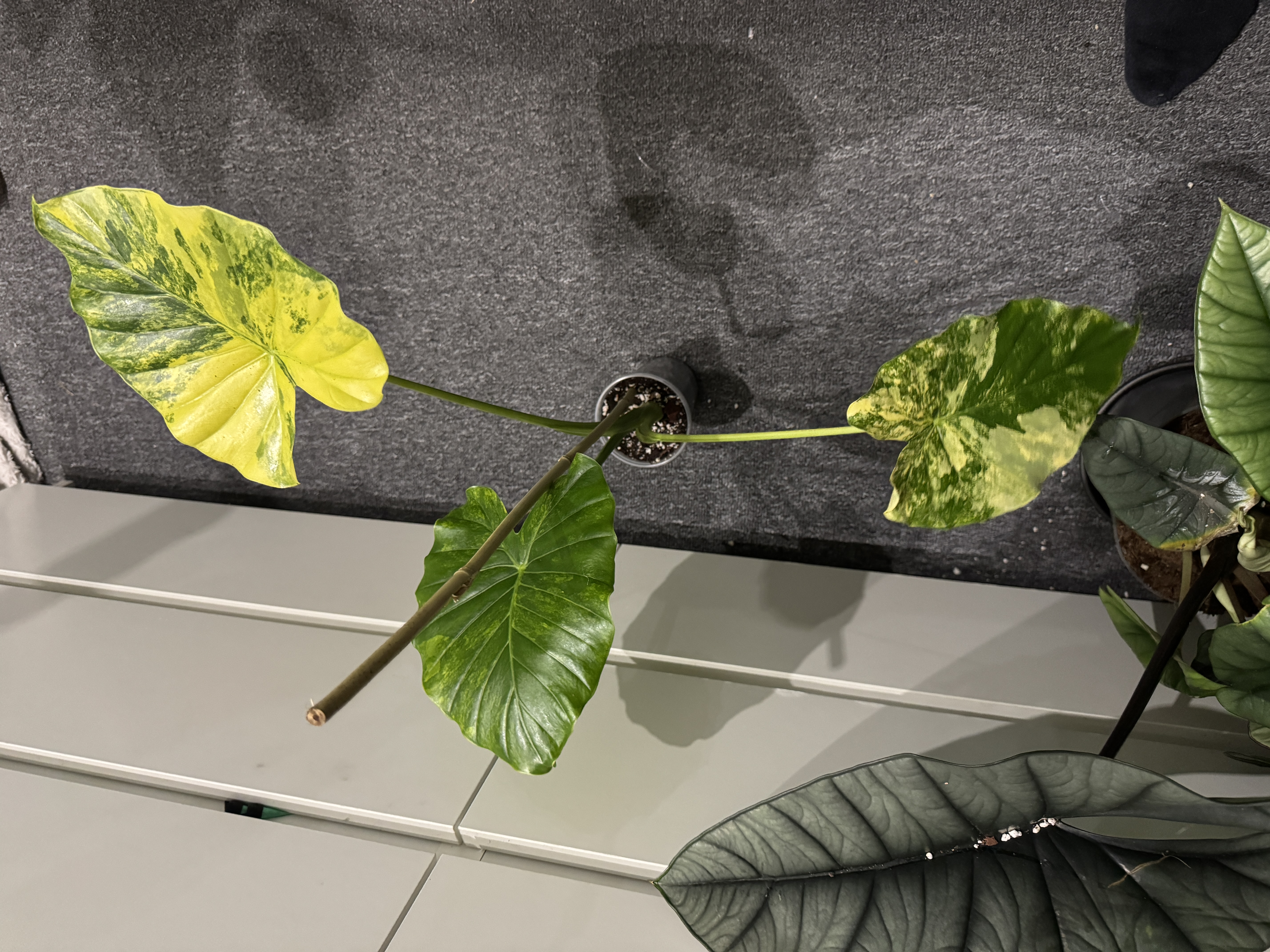 Alocasia gageana Aurea L