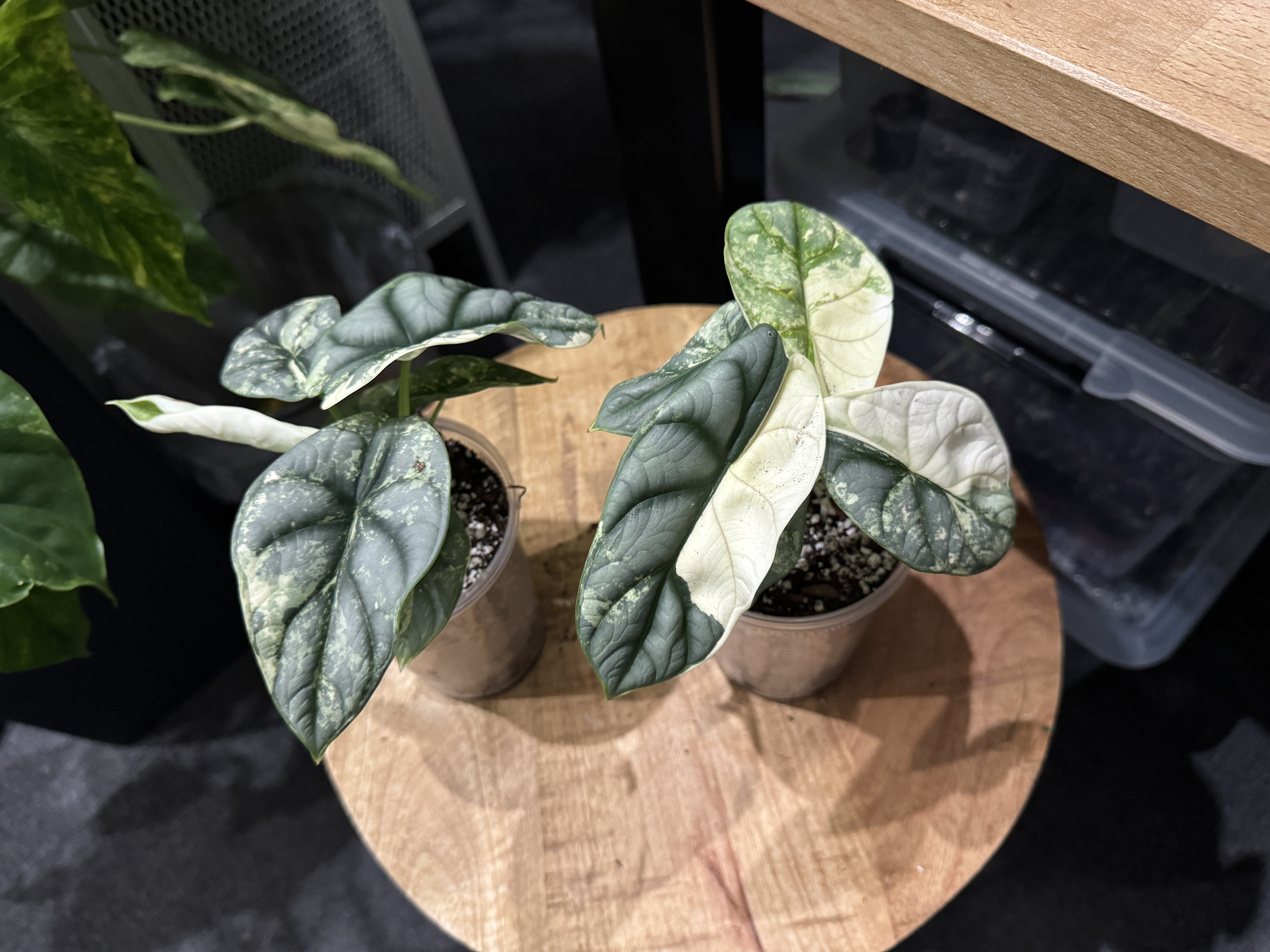 Alocasia Silver Dragon Albo Variegata