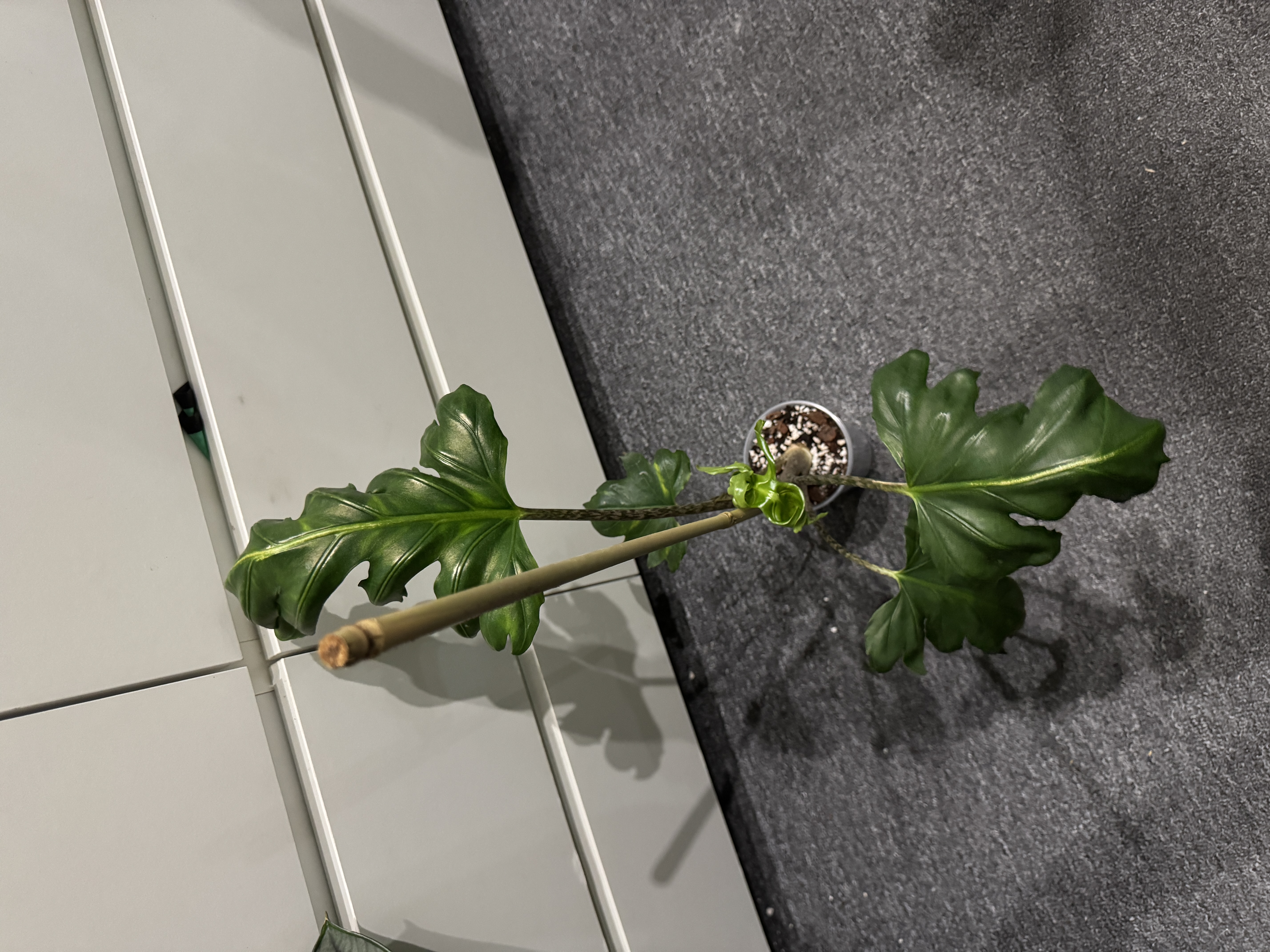 Alocasia NOID Unknow