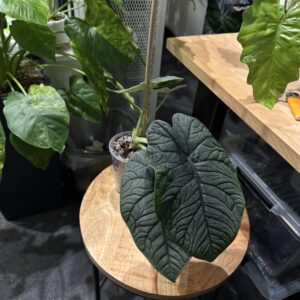 Alocasia Melo XL Leaf XL Pflanze