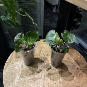 Alocasia London Eye Aurea variegata