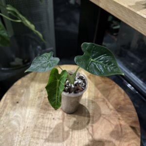 Alocasia Frydek Tatoo