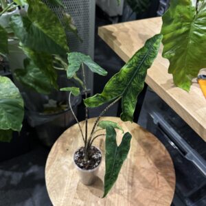 Alocasia Reticulata
