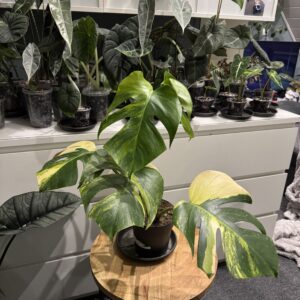 Monstera Aurea High Pana