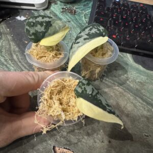 Scindapsus Mayari Albo Variegata Halfmoon Cuttings