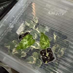 Alocasia Frydek GOG Mutation Babyplant