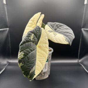 Alocasia Maharani albo rhizom