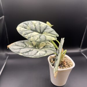 Alocasia Silver Dragon albo rhizom