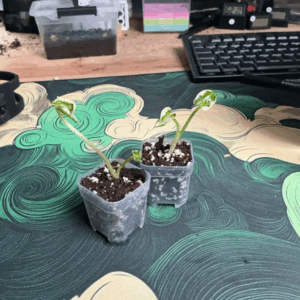 Alocasia Mickey Mous variegata